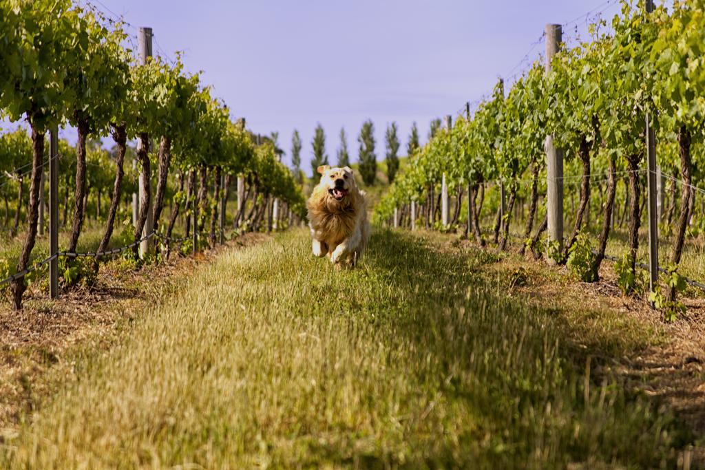 Mayfield Vineyard Ориндж Экстерьер фото