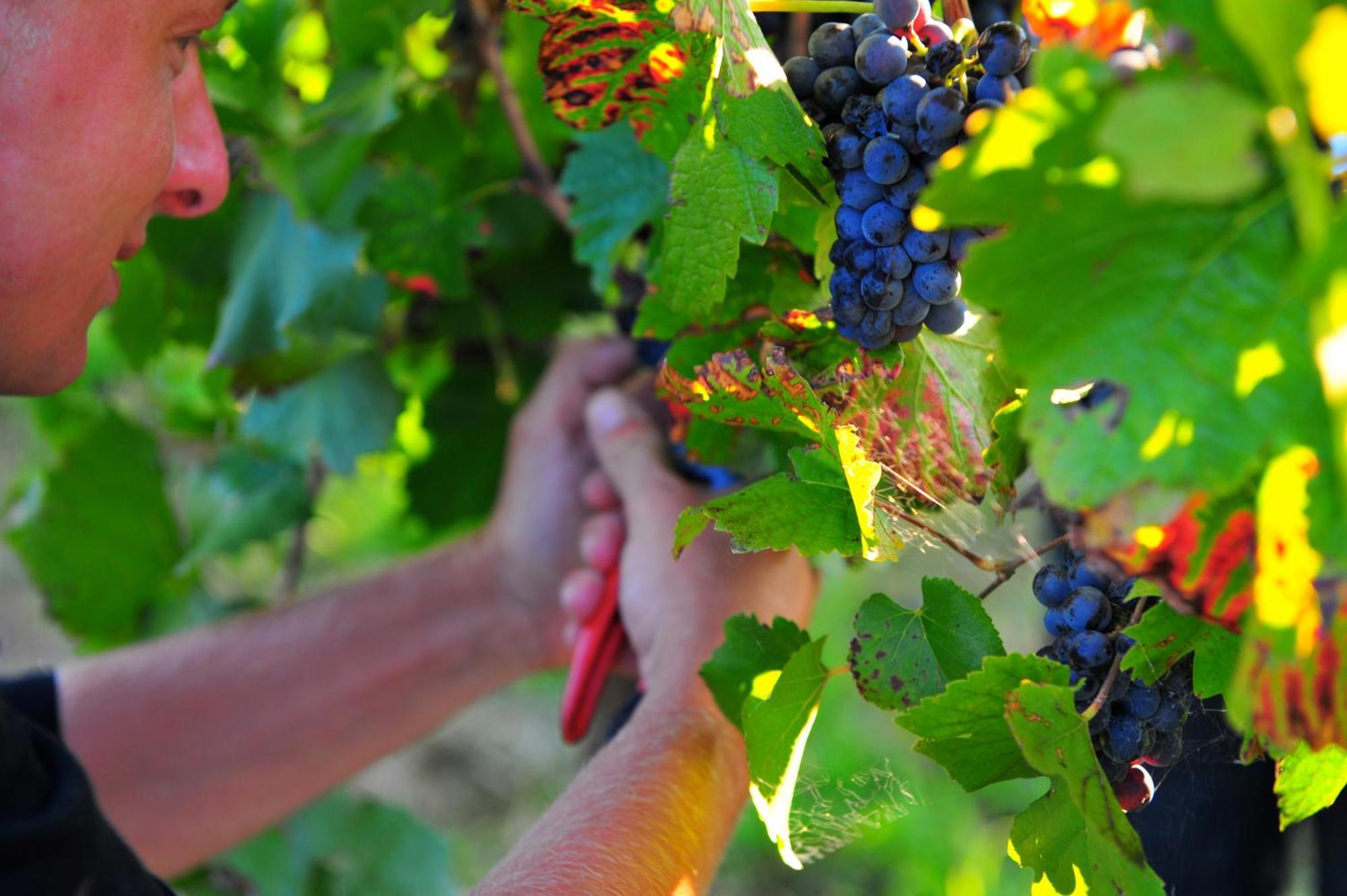 Mayfield Vineyard Ориндж Экстерьер фото