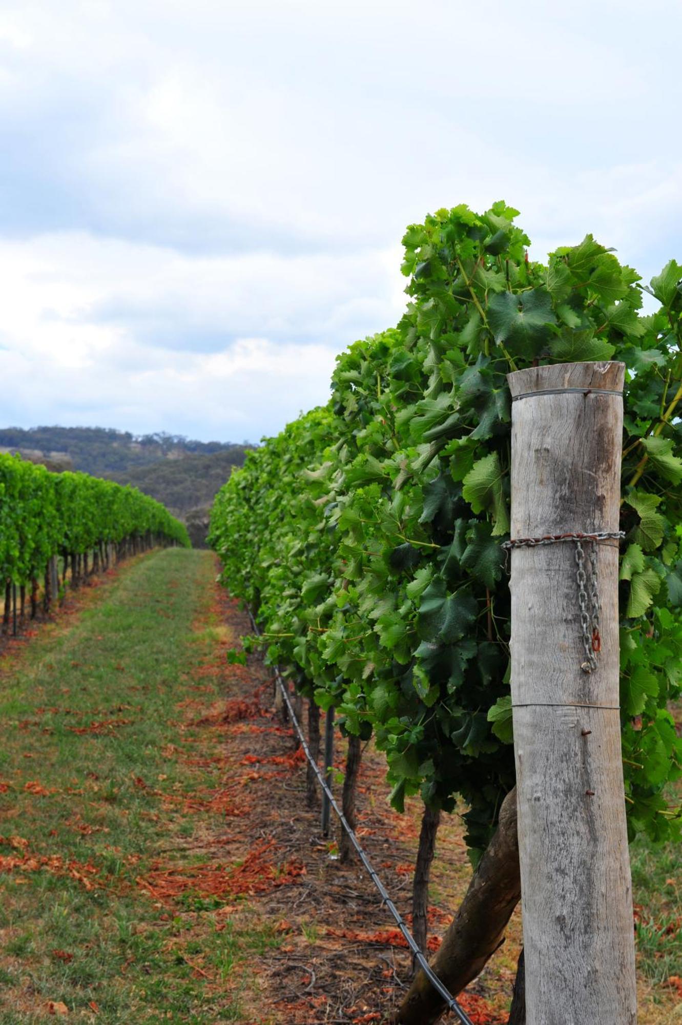 Mayfield Vineyard Ориндж Экстерьер фото